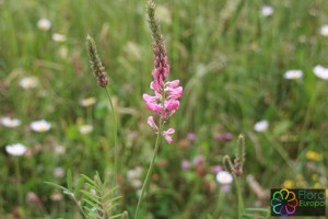 Onobrychis montana (7)